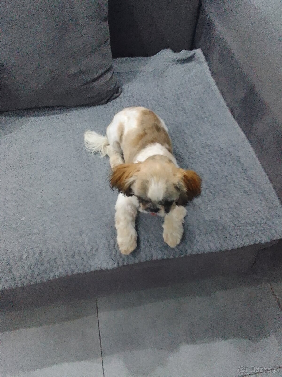 Shih tzu
