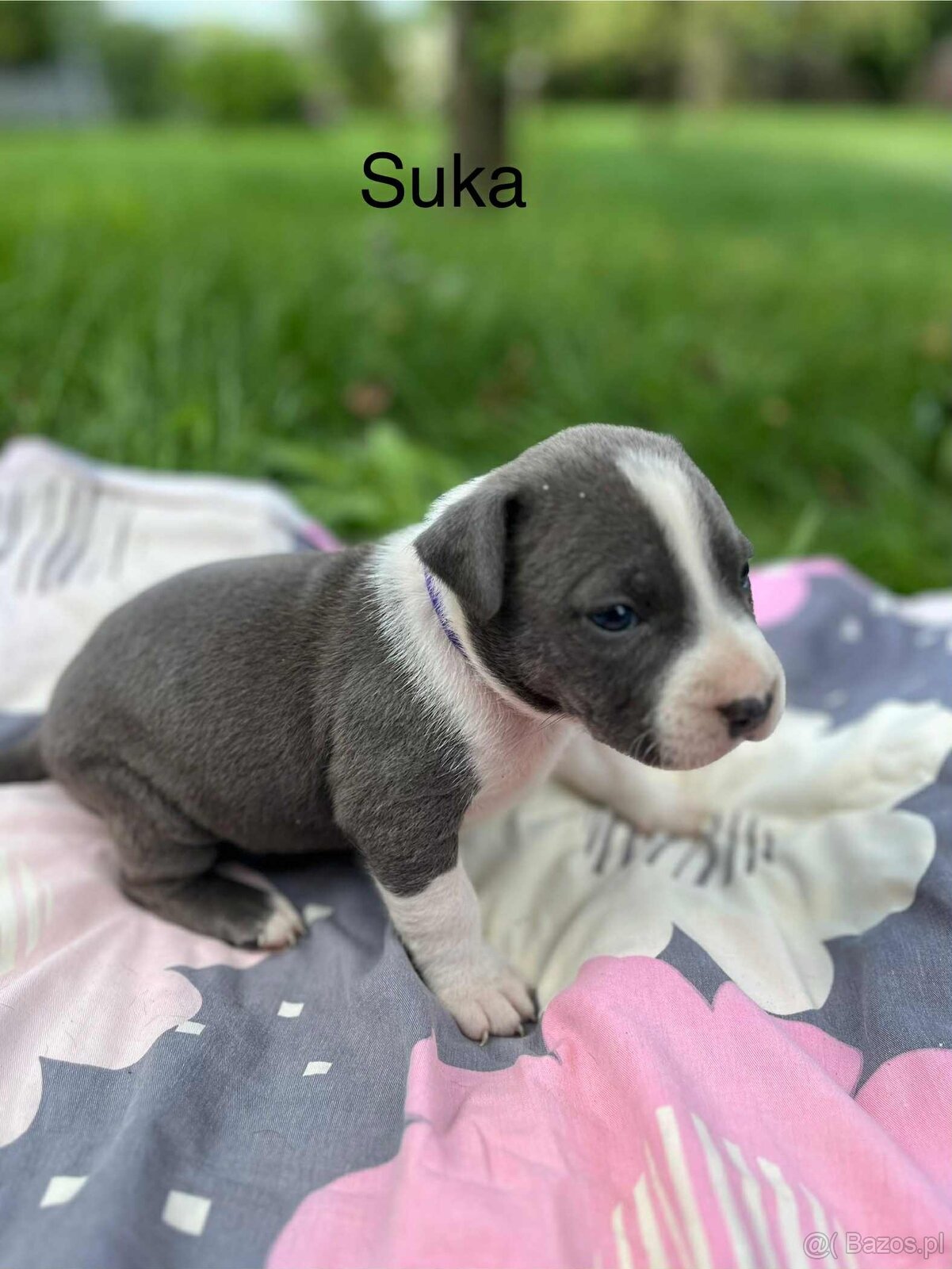 Masywne szczeniaki amstaff