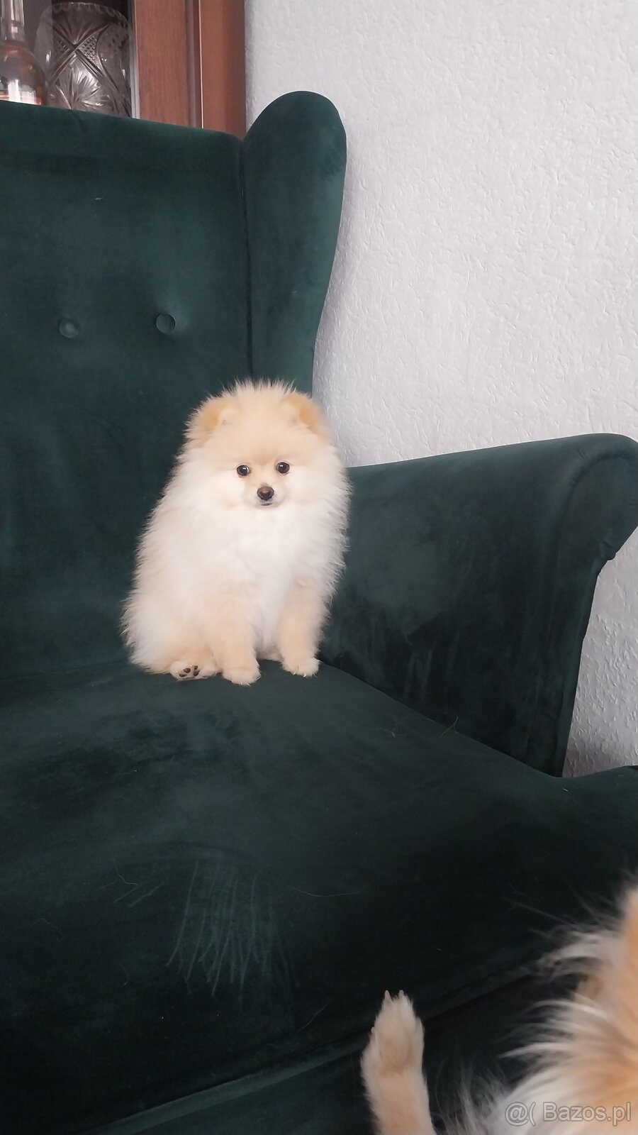 Szpic miniaturowy pomeranin