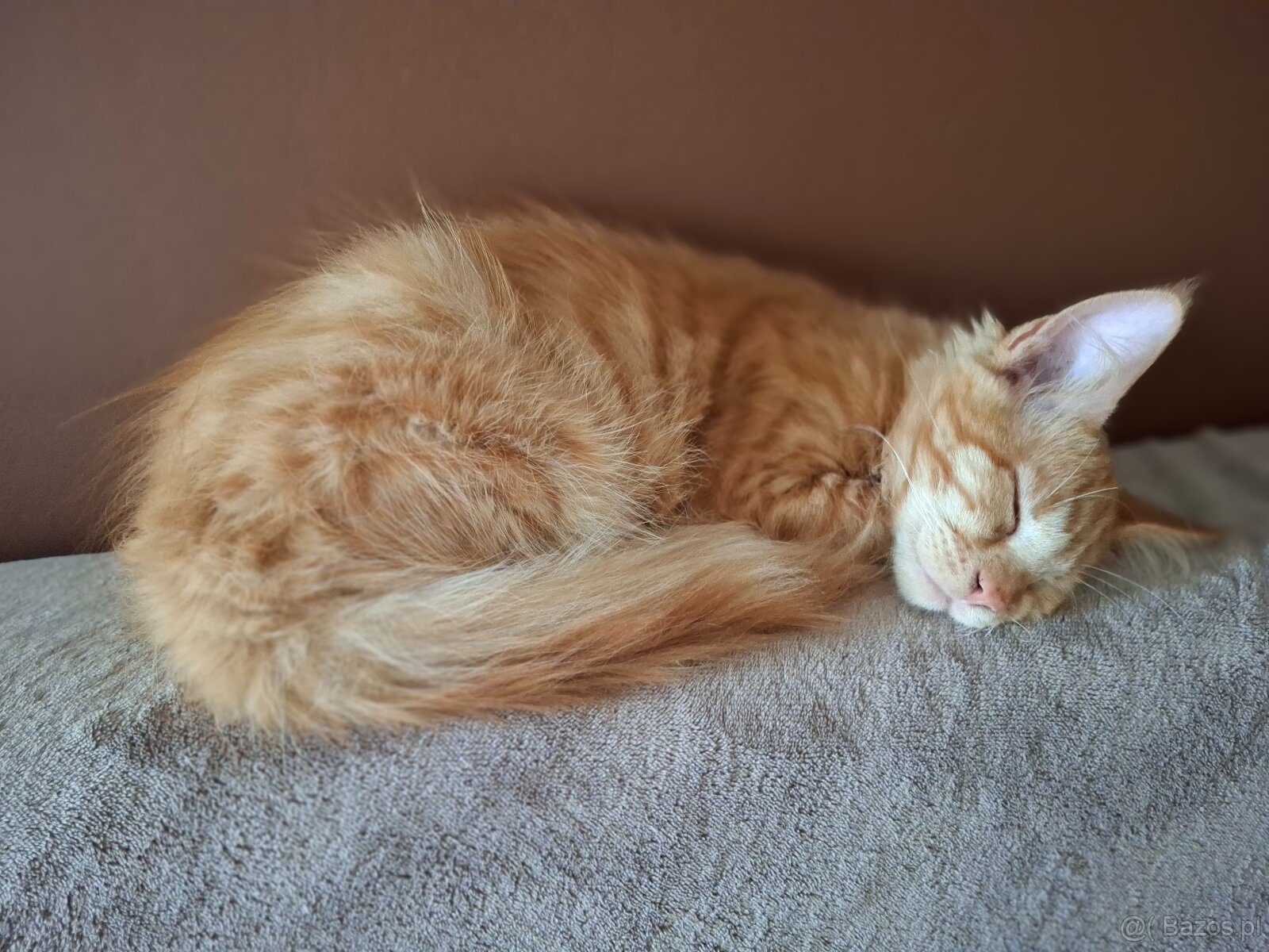 Maine Coon