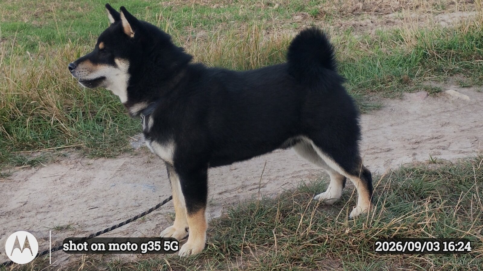 SHIBA INU czteromiesięczny szczeniaczek