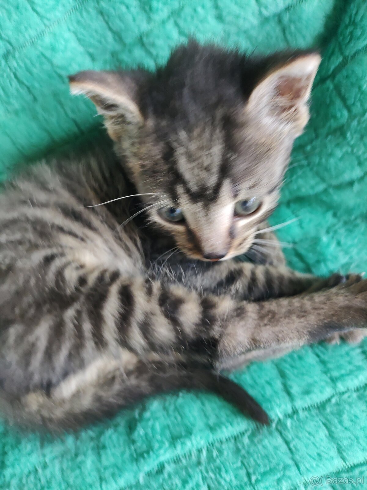 Kotek