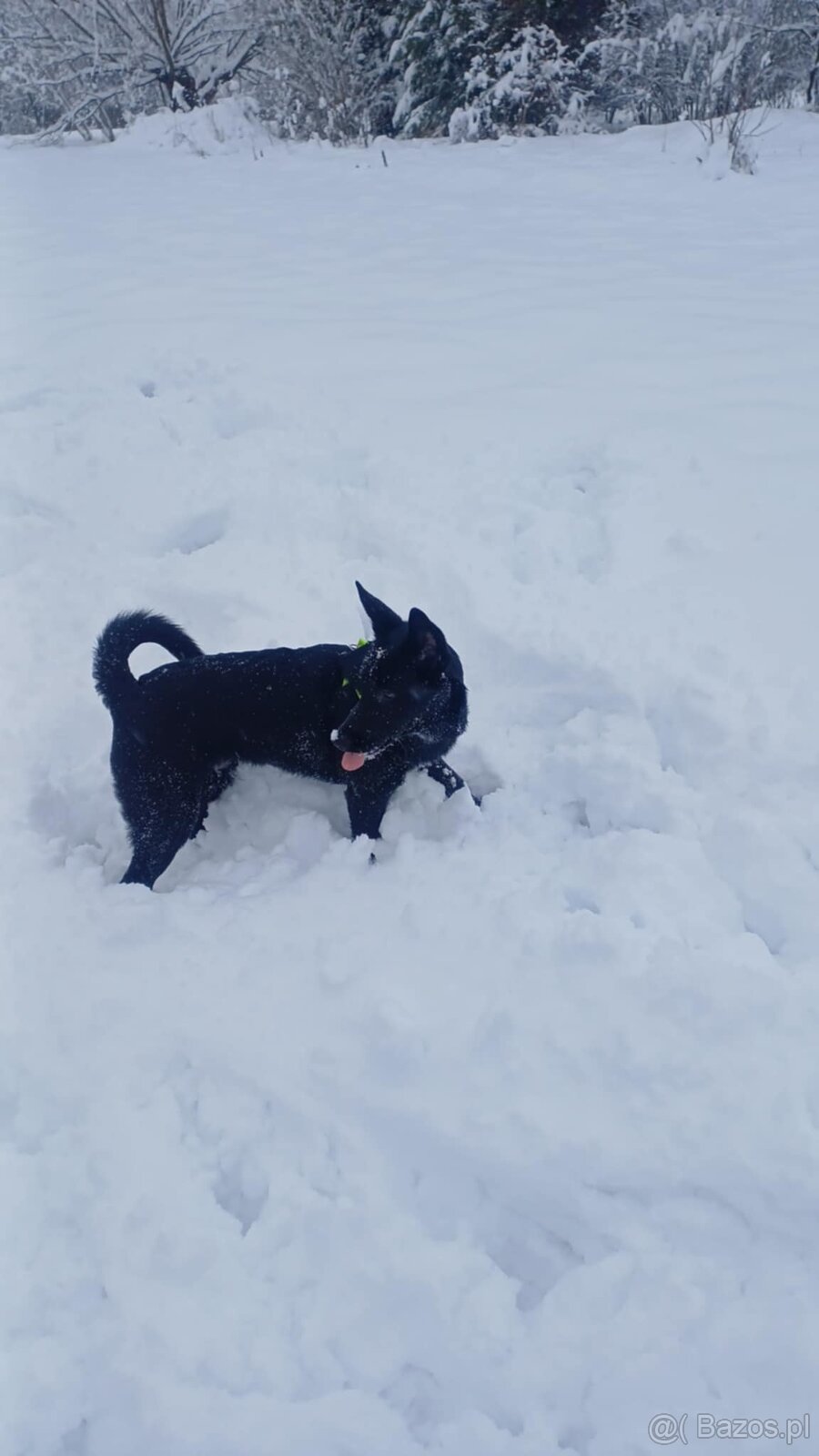 Oddam a darmo