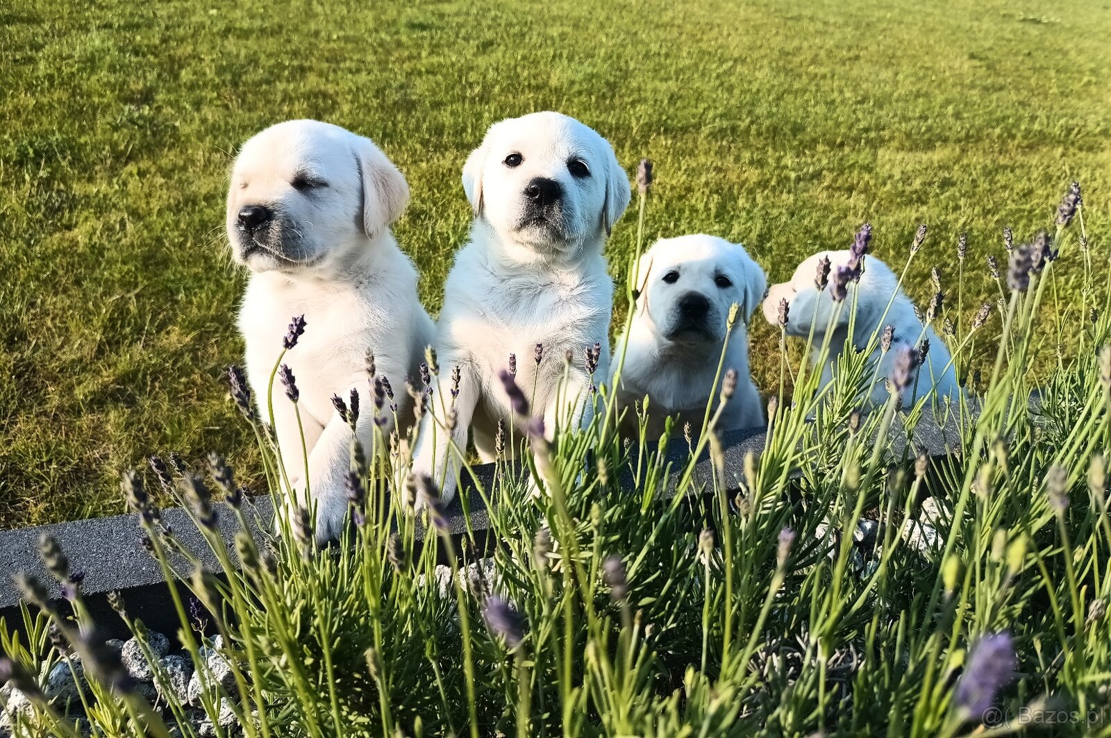 Szczeniaczki Labrador retriever