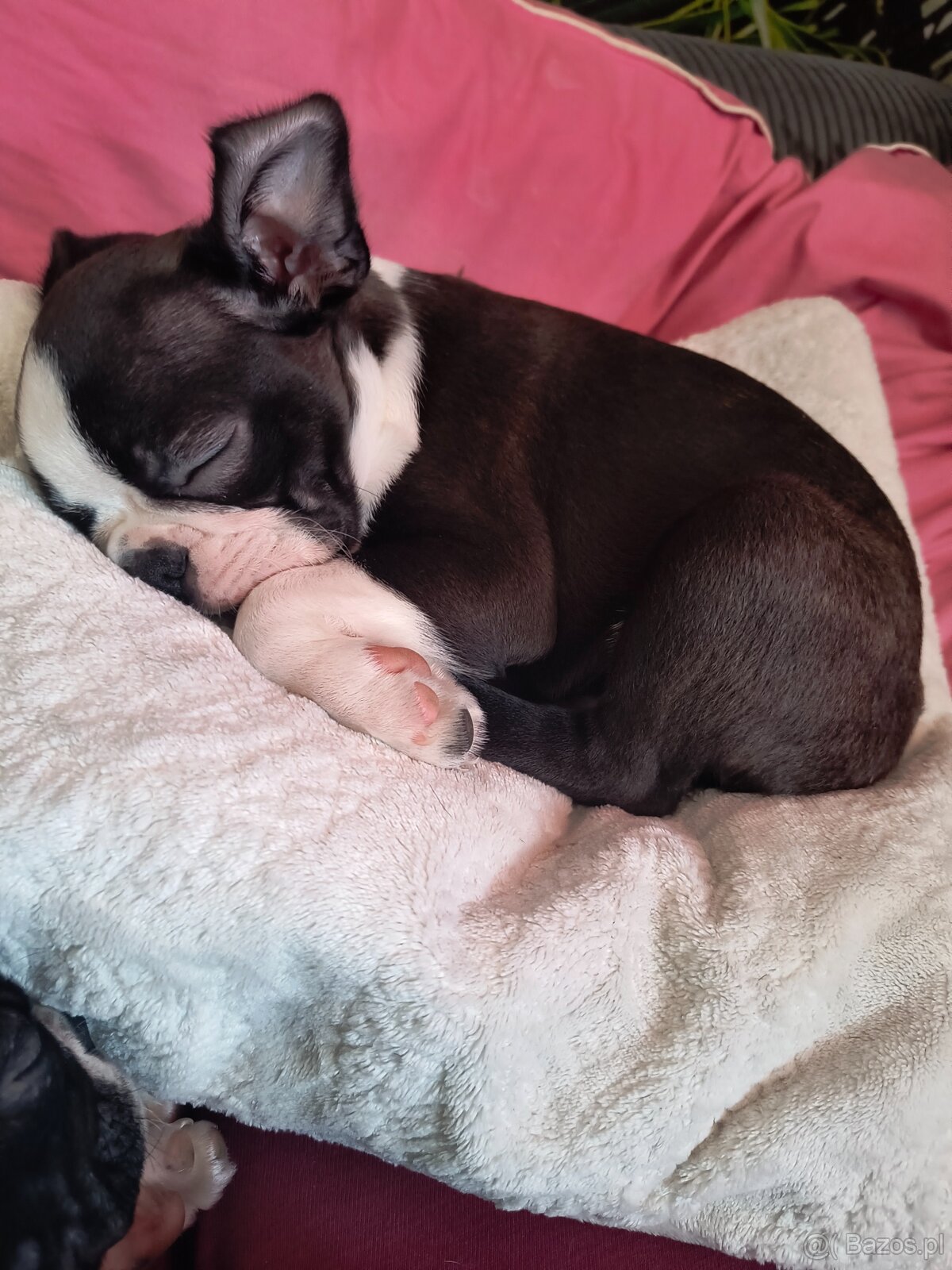 Boston terrier