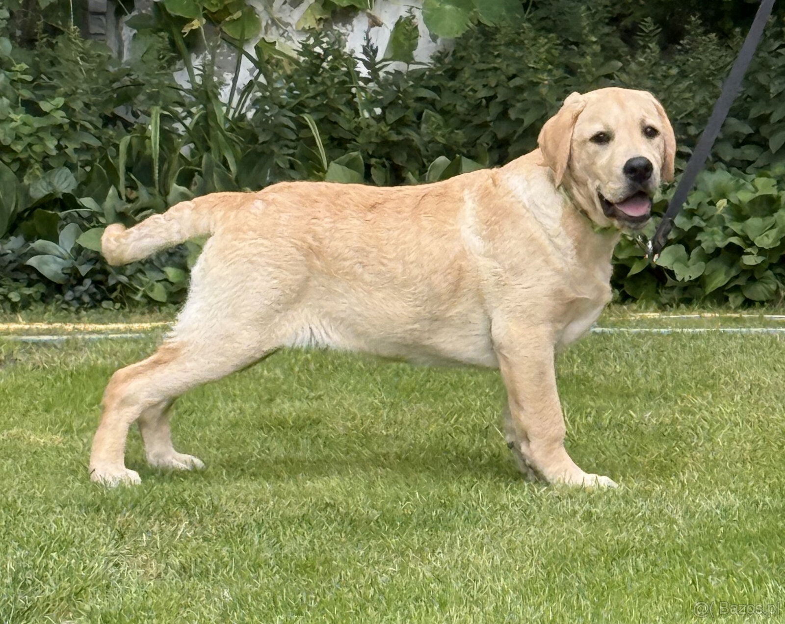 Labrador biszkoptowe szczenięta-psy FCI