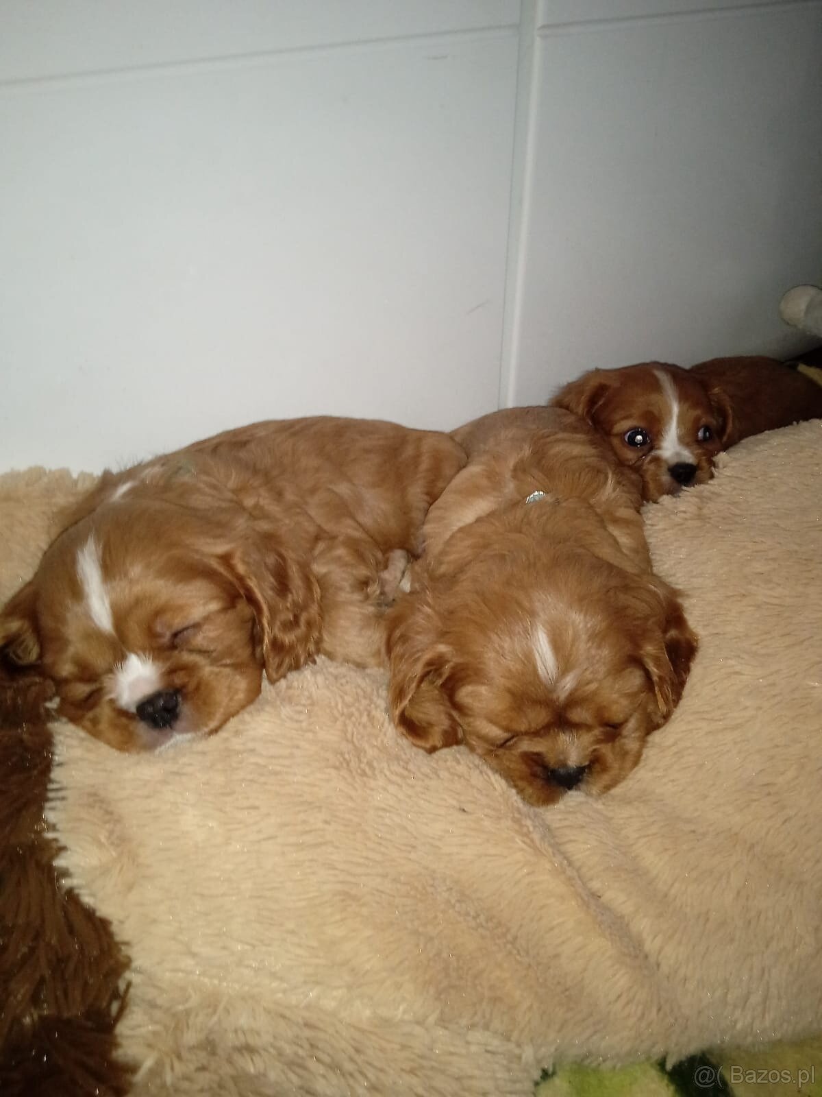 Szczeniaki Cavalier King Spaniel