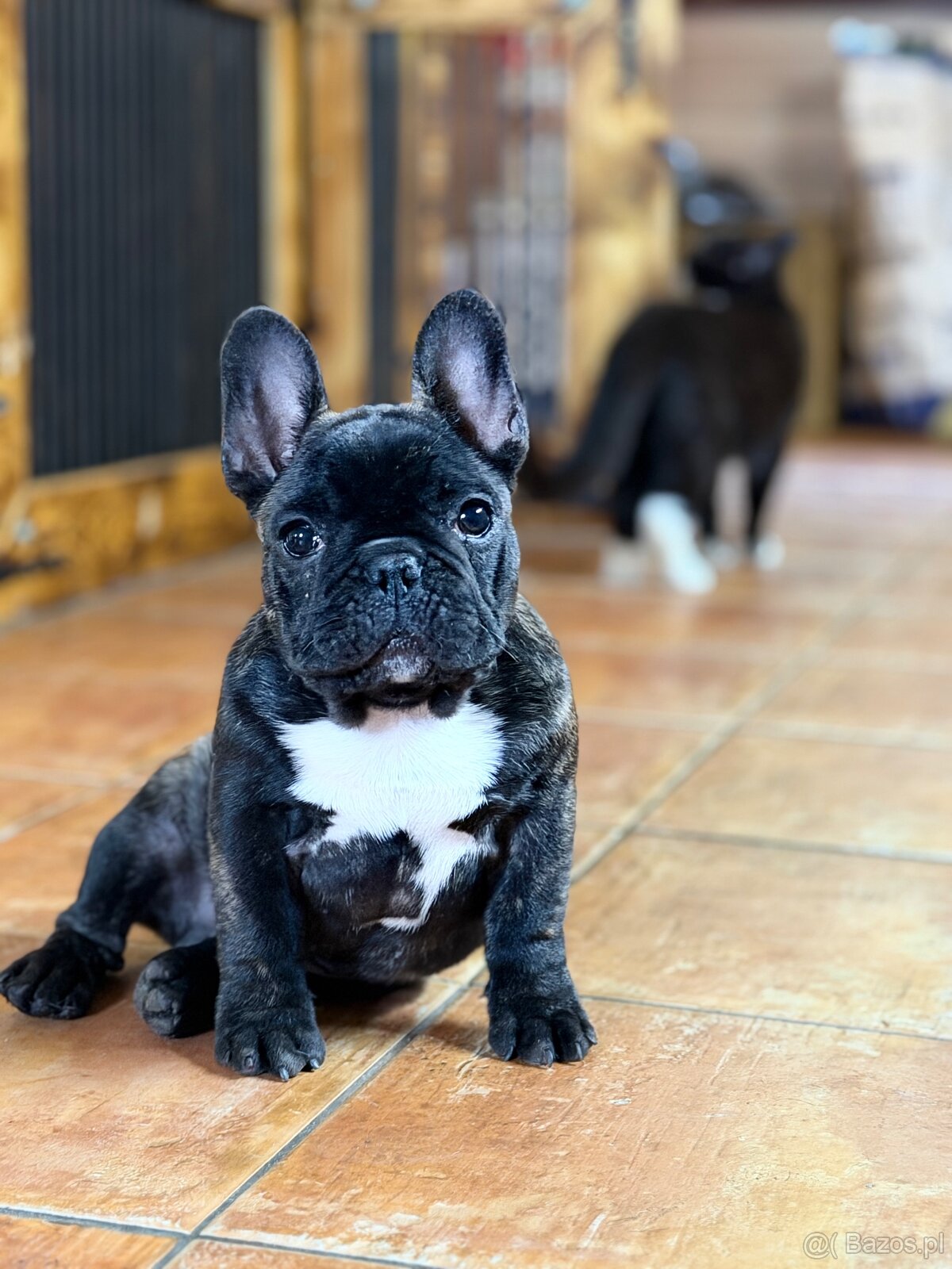 Buldog Francuski FCI