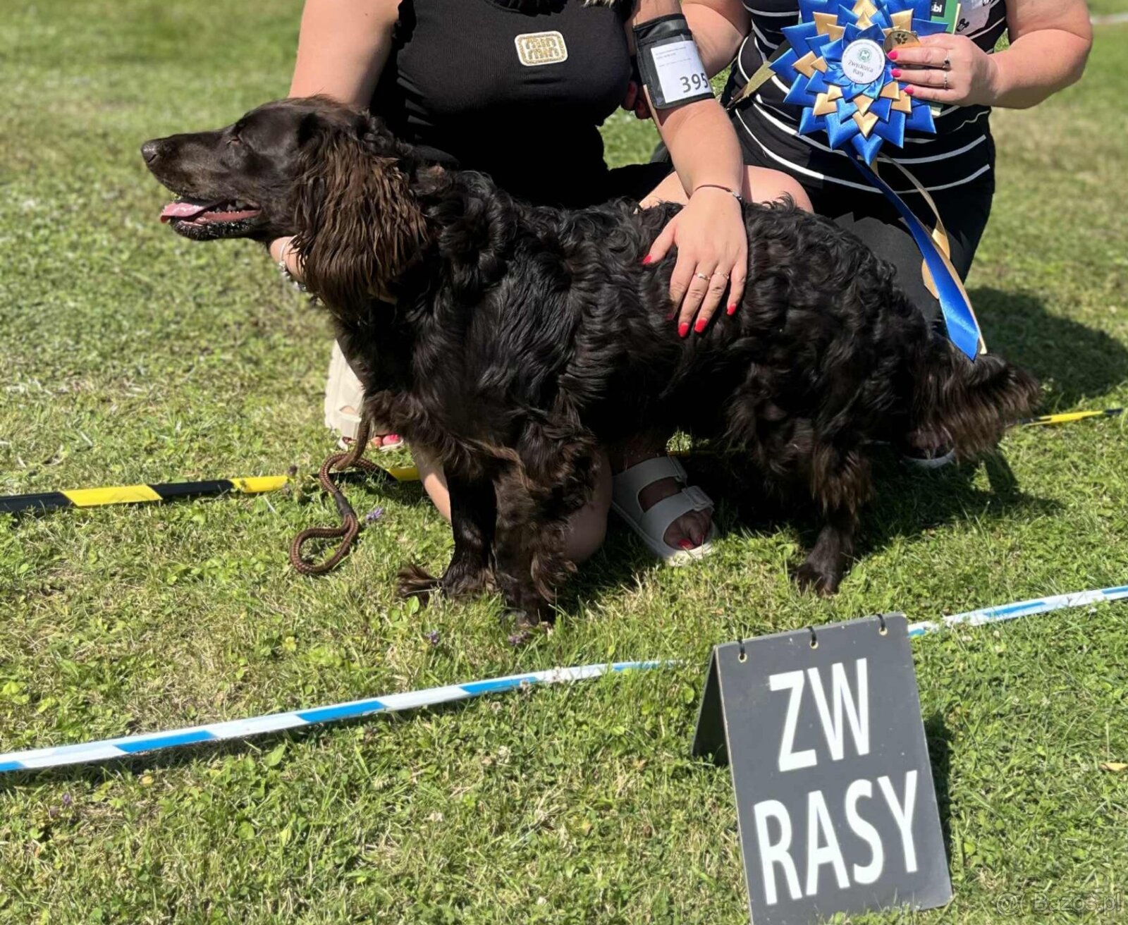 Reproduktor oferta krycia Płochacz Niemiecki Wachtelhund