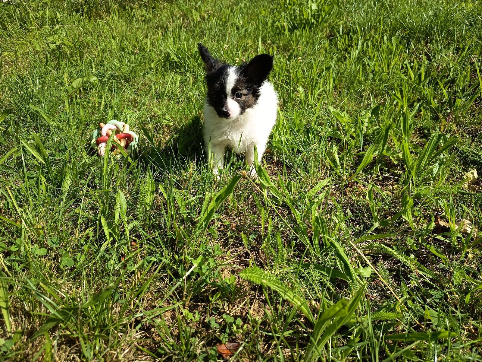 Papillon - tricolorní holčička