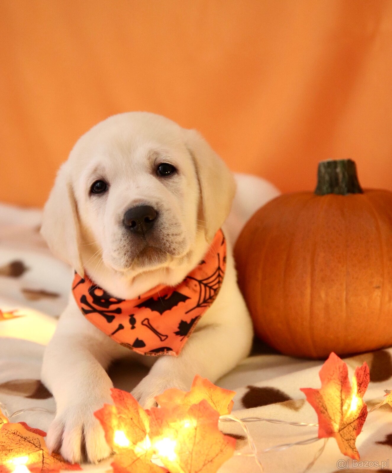 Szczenięta Labrador retriever