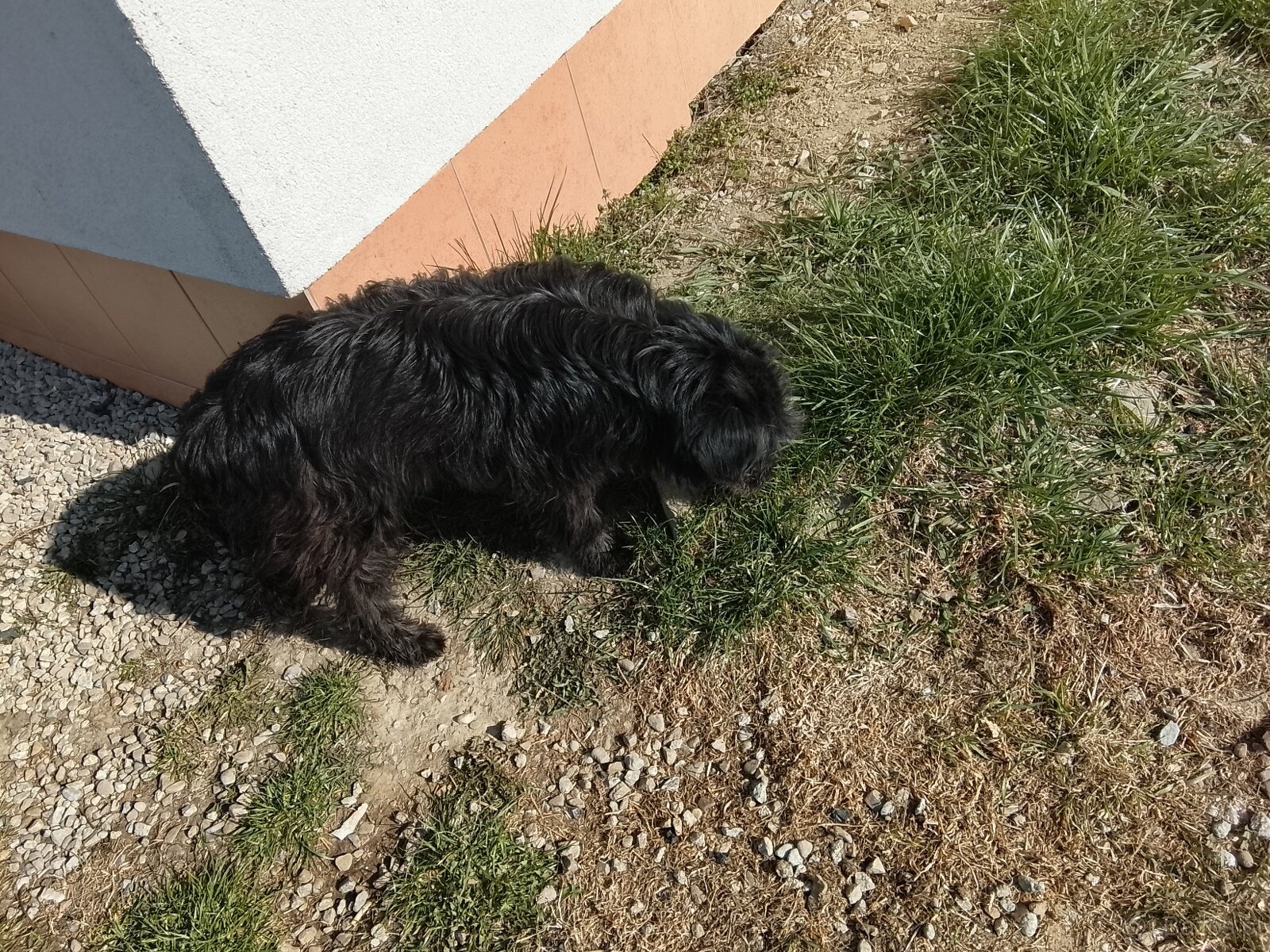 Piesek czarny młody