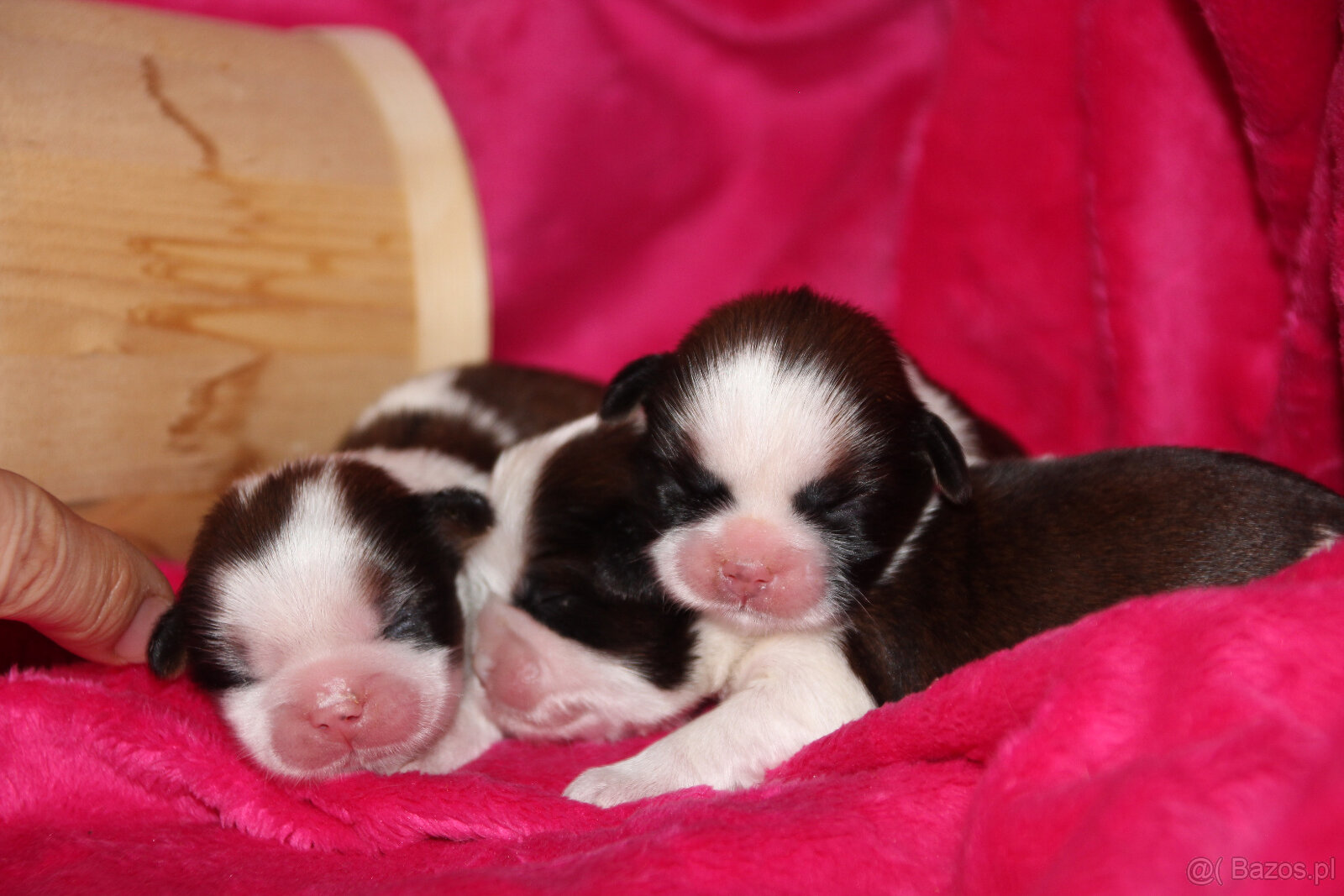 SHIH TZU