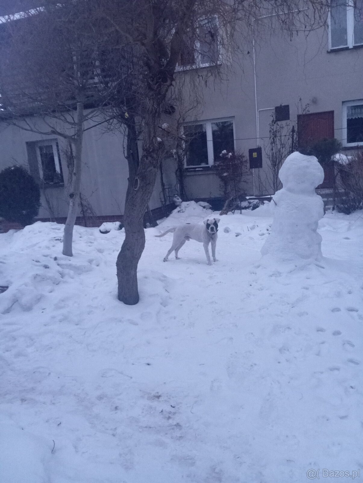 Bandog,kangal,Dog argentyński