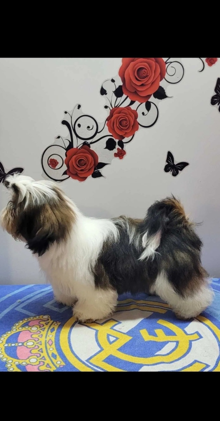 Piesek Shih Tzu