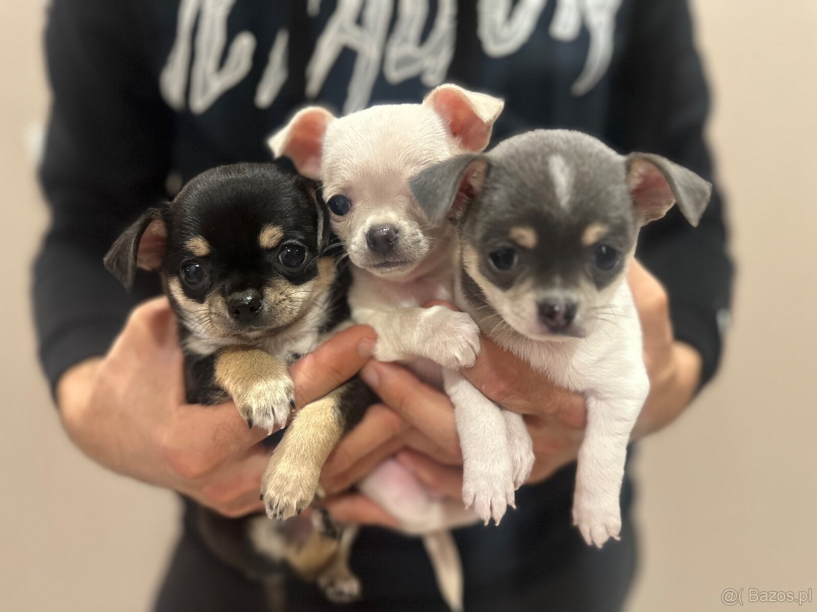 Szczeniaki rasy chihuahua 7tyg