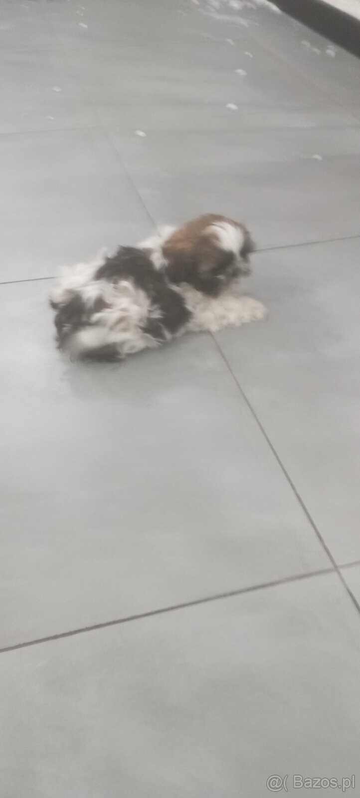 Shih Tzu
