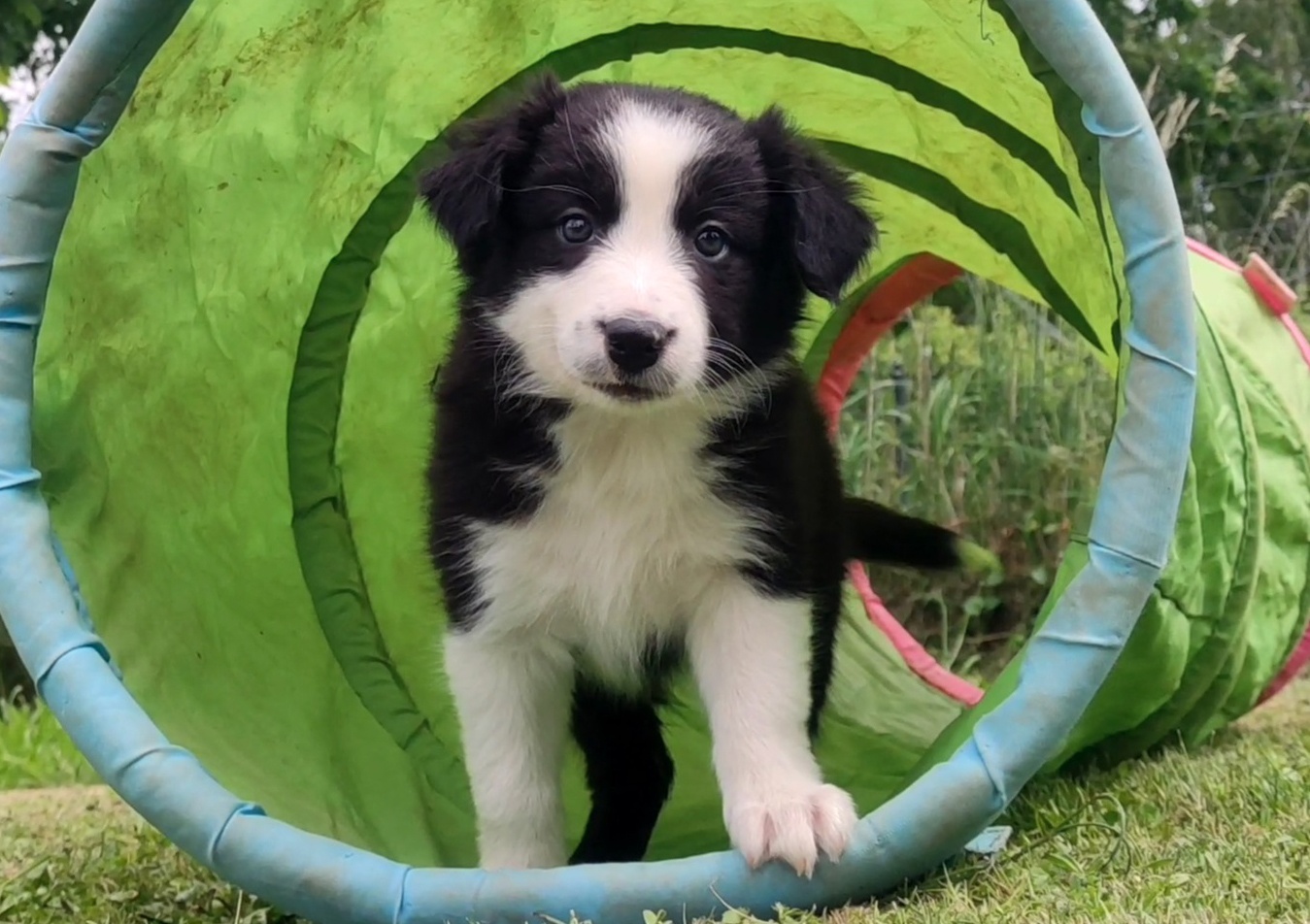 Rasowa suczka border collie z Hodowli, komplet dok.