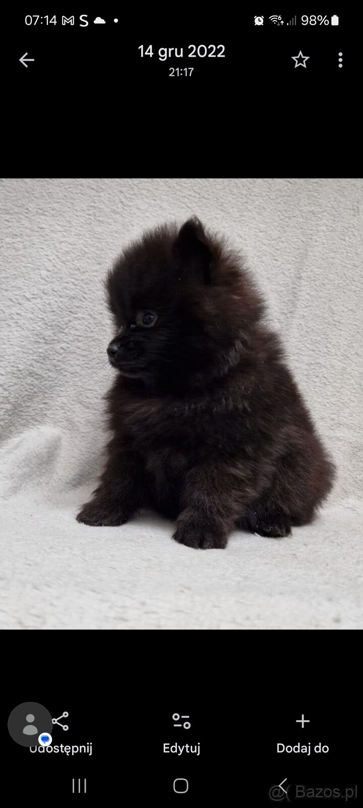 Chlopak pomeranian