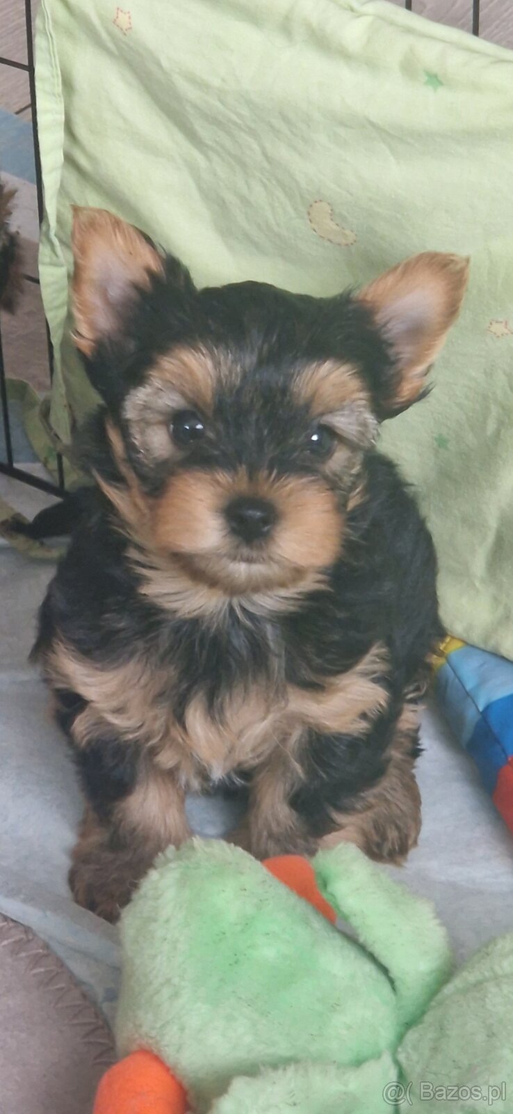 Yorkshire Terrier szczenięta