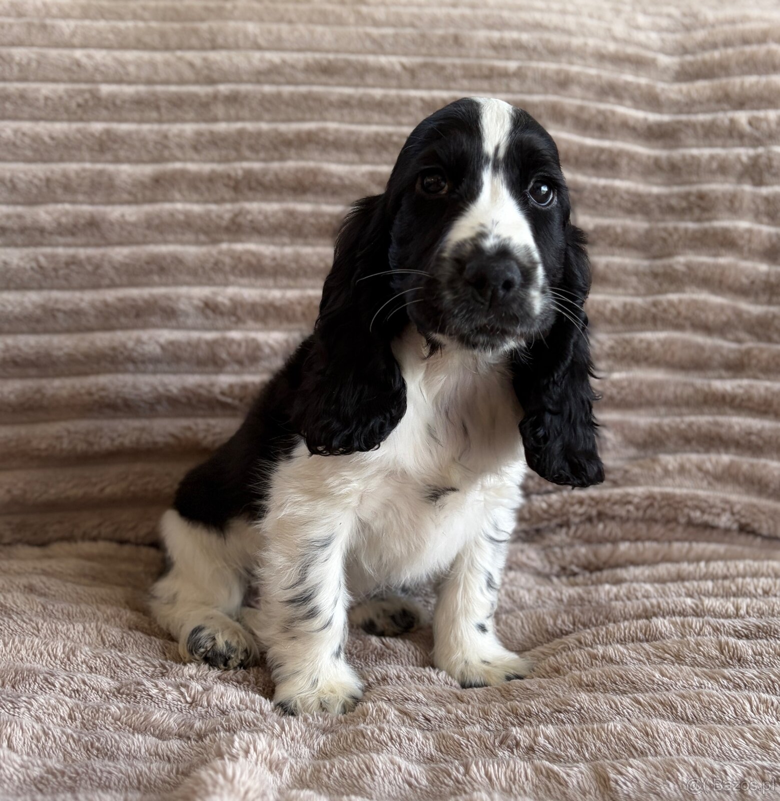 Cocker Spaniel Angielski