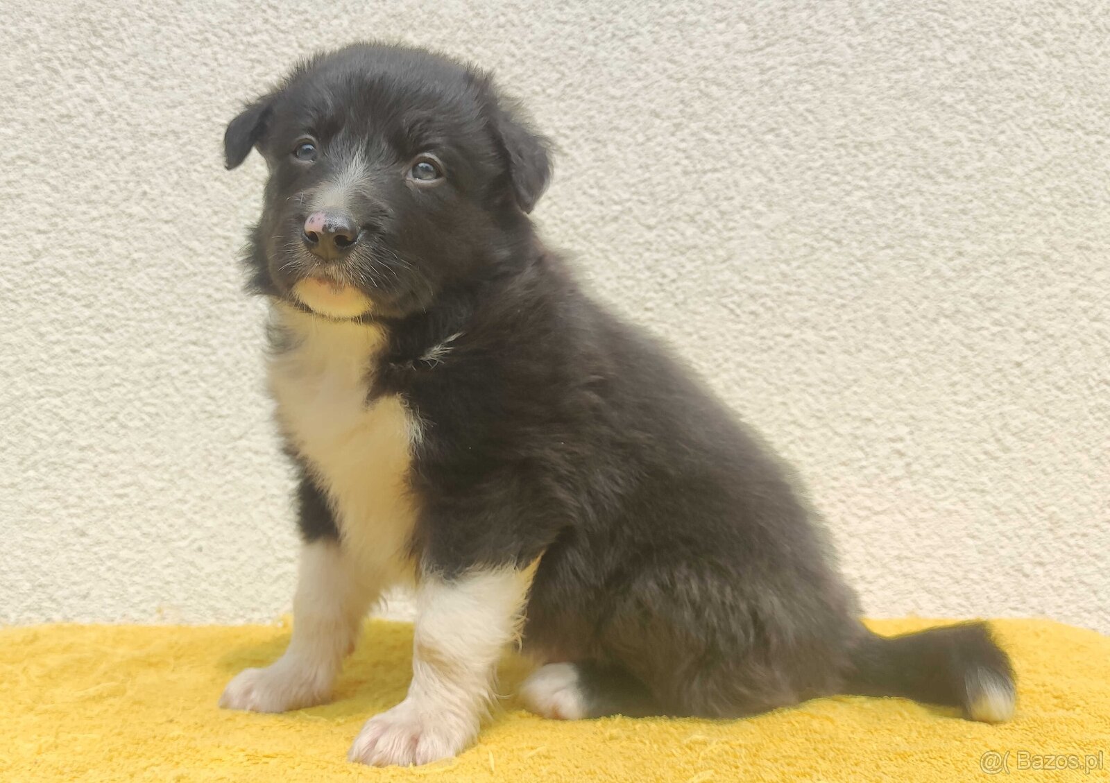 Rasowy pies z pełną dok. przebadani rodzice BORDER COLLIE z