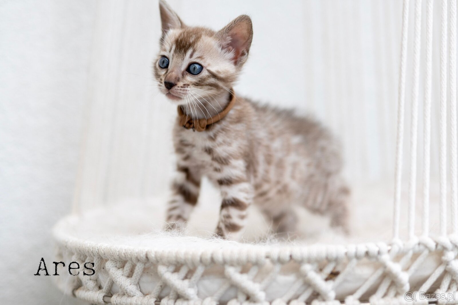 OUR BENGAL KITTENS WITH PEDIGREE CERTIFICATES