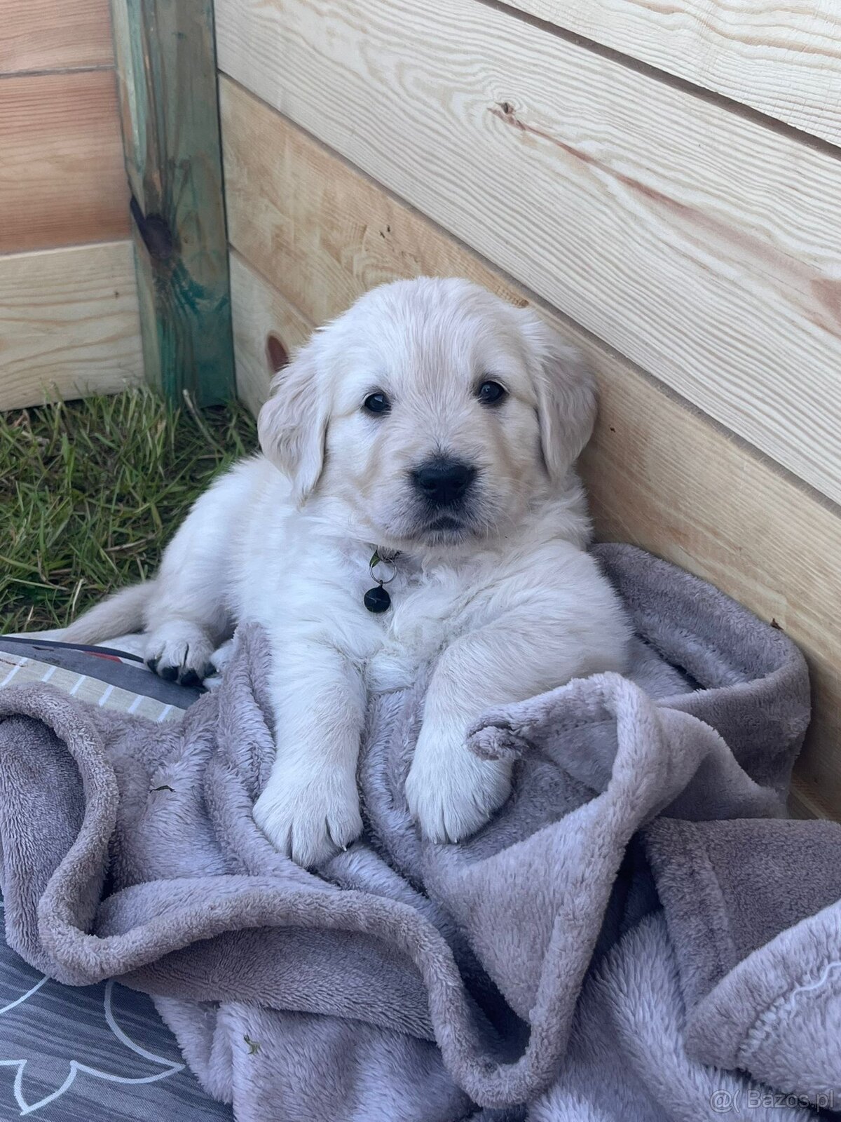 Szczeniaki Golden Retriever