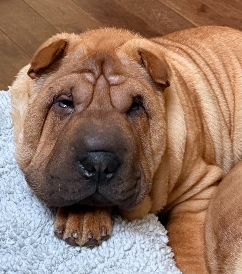 Szczenięta rasy shar pei z Hodowli Red Folds