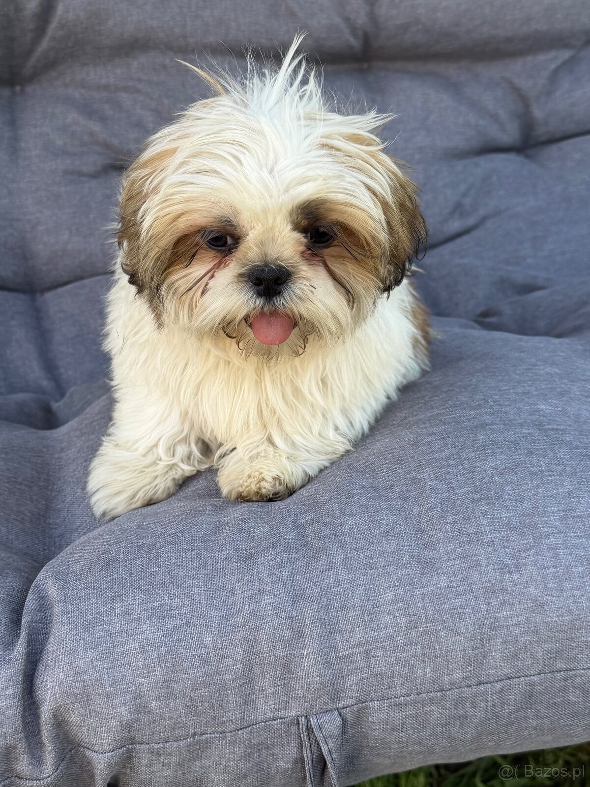 Szczeniaki Shih tzu