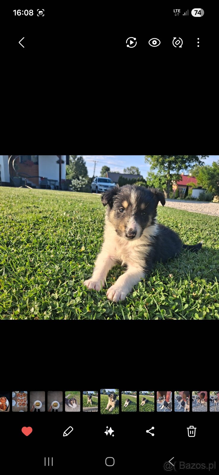 Owczarek Szkocki Collie