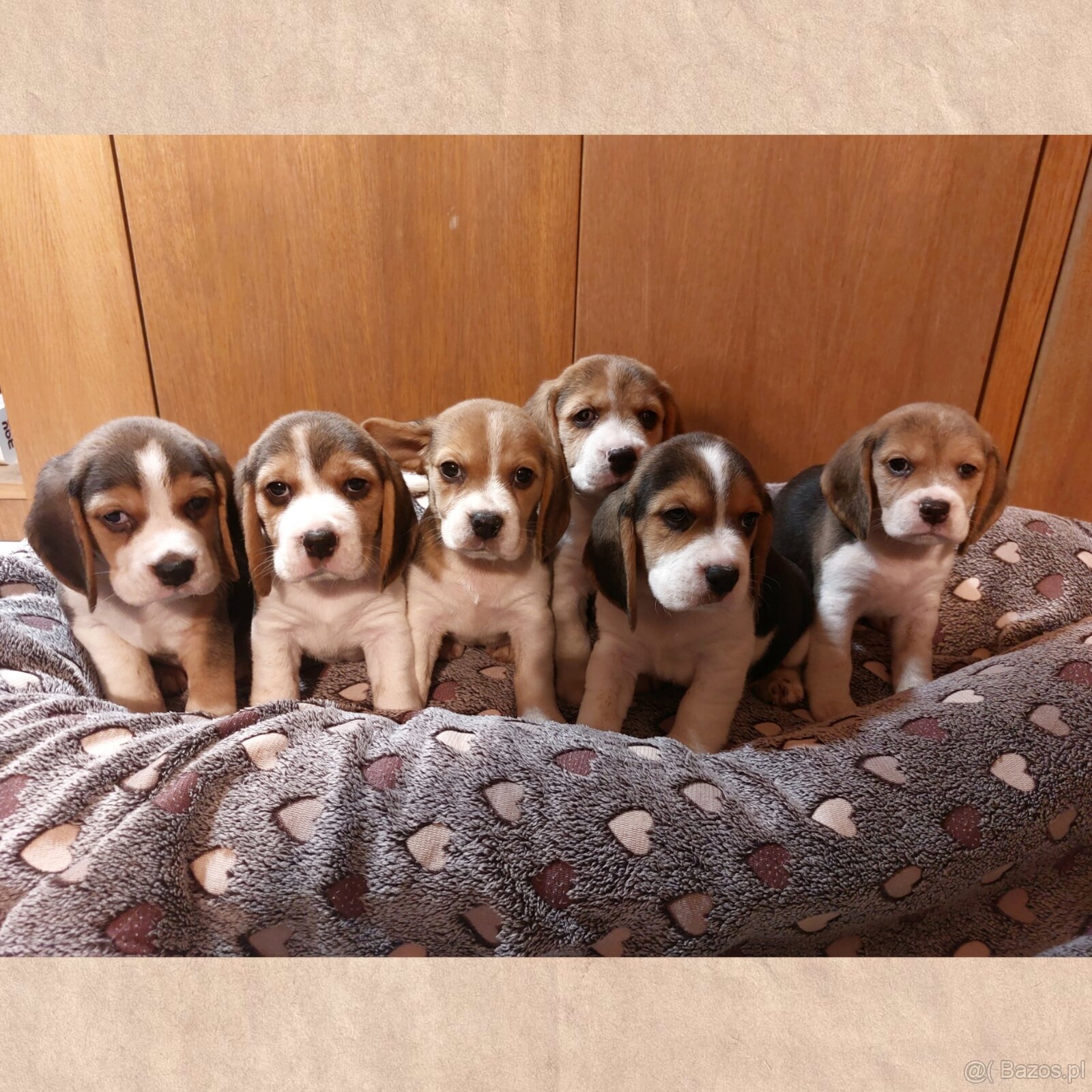 Beagle FCI