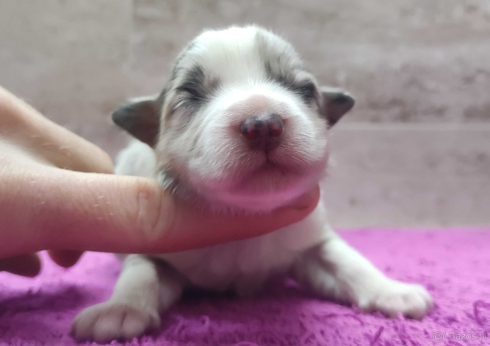 Szczenię BORDER COLLIE z Hodowli - Rasowy pies z pełną dok.