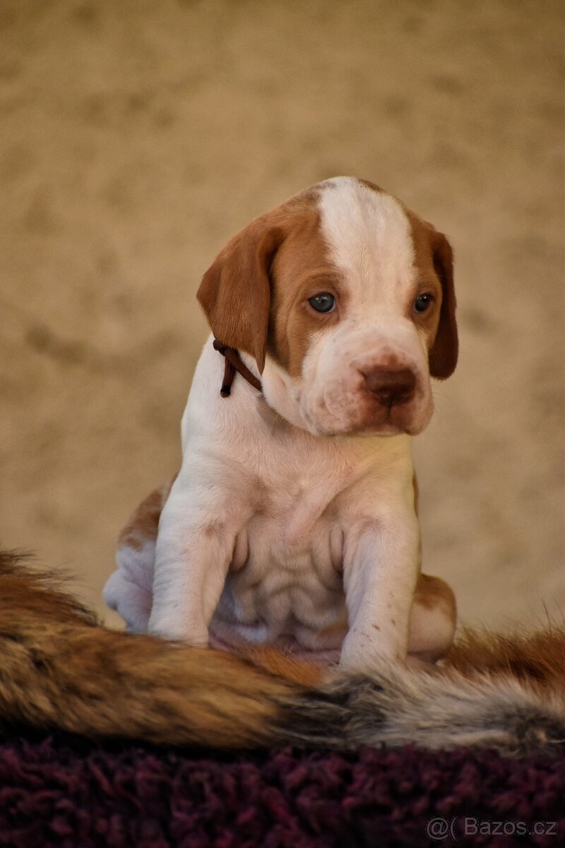 Pointer / English pointer