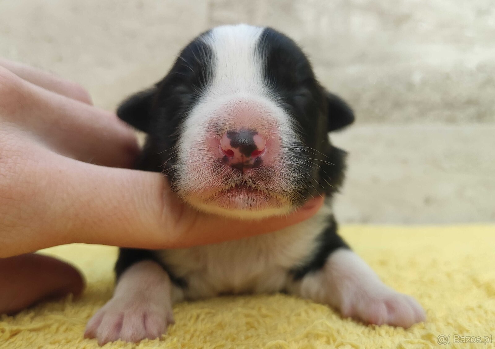Suczka BORDER COLLIE z Hodowli - Rasowa z pełną dok. - Rezer