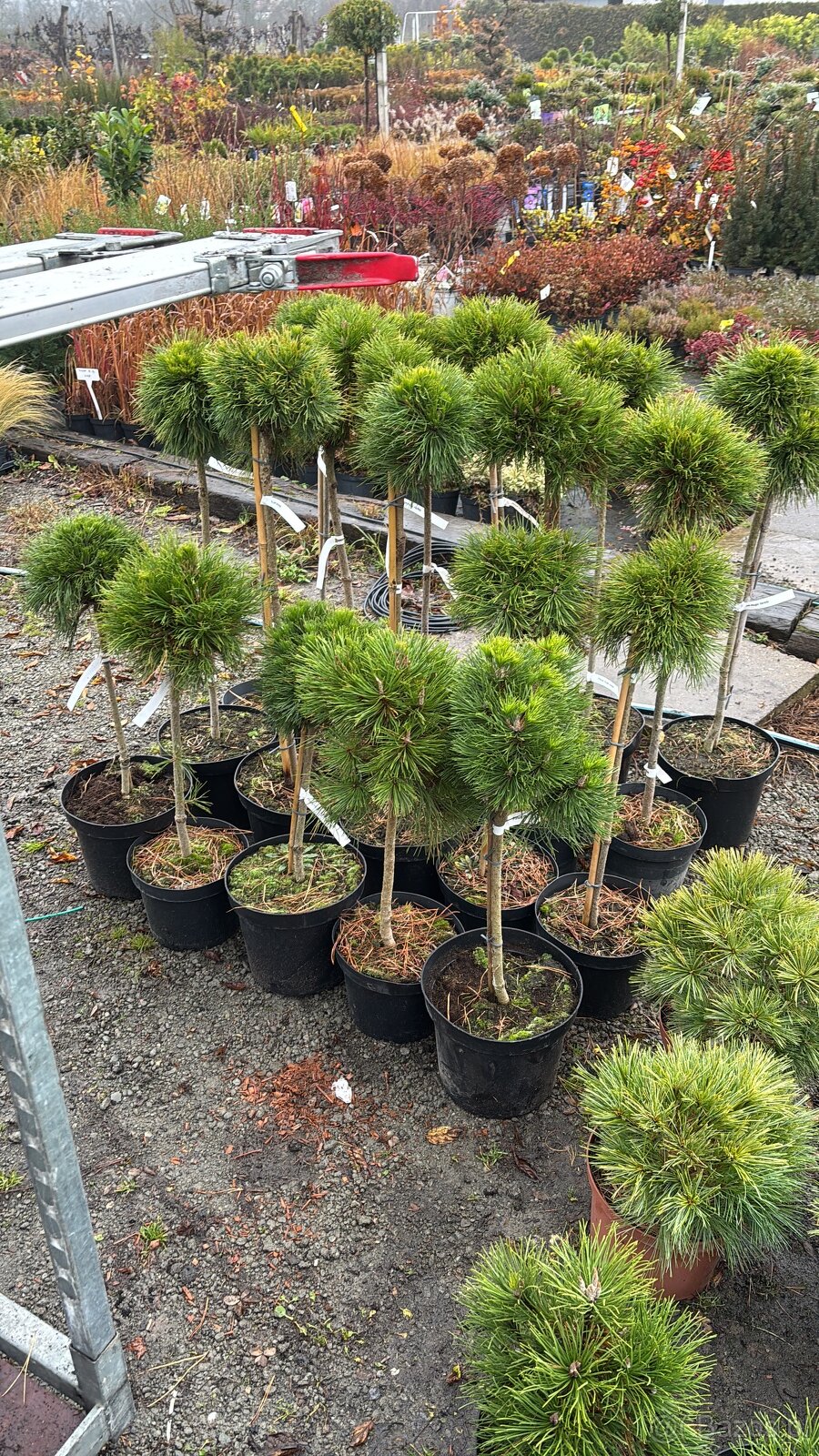 Sosny Świerki c5 /c7,5 hurt