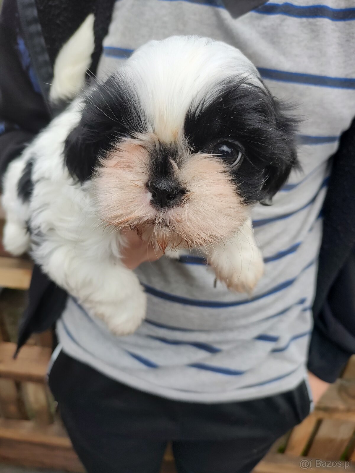 Suczka Shih-tzu