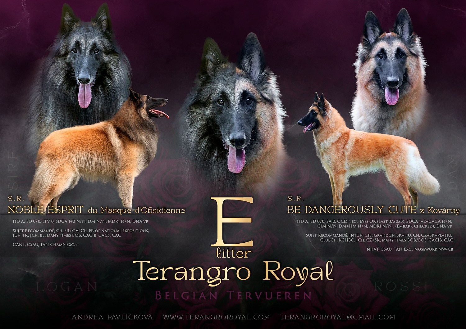 Owczarek belgijski Tervueren - szczenięta z rodowodem