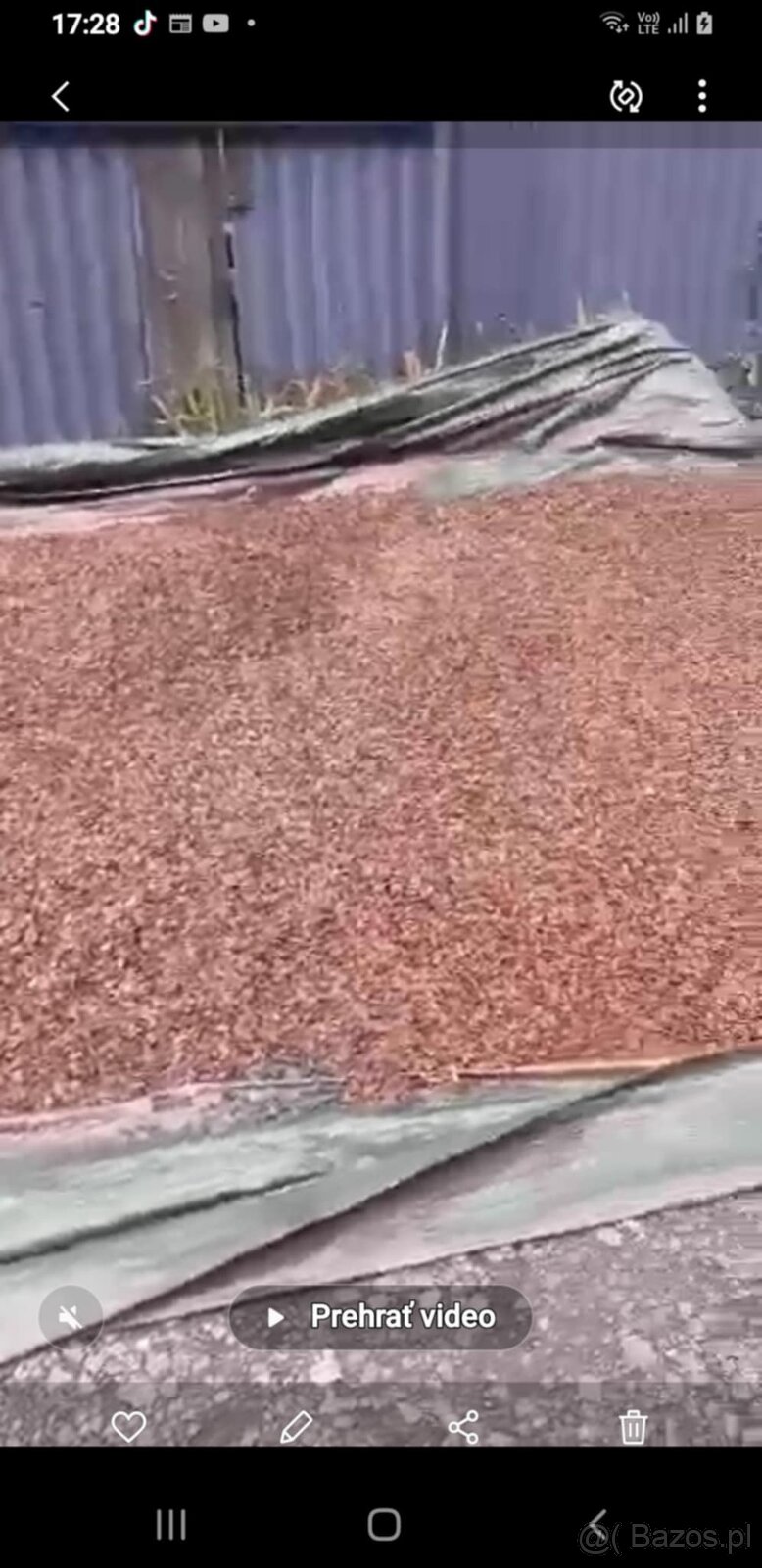 Sprzedam nasiona Buka Buczyna