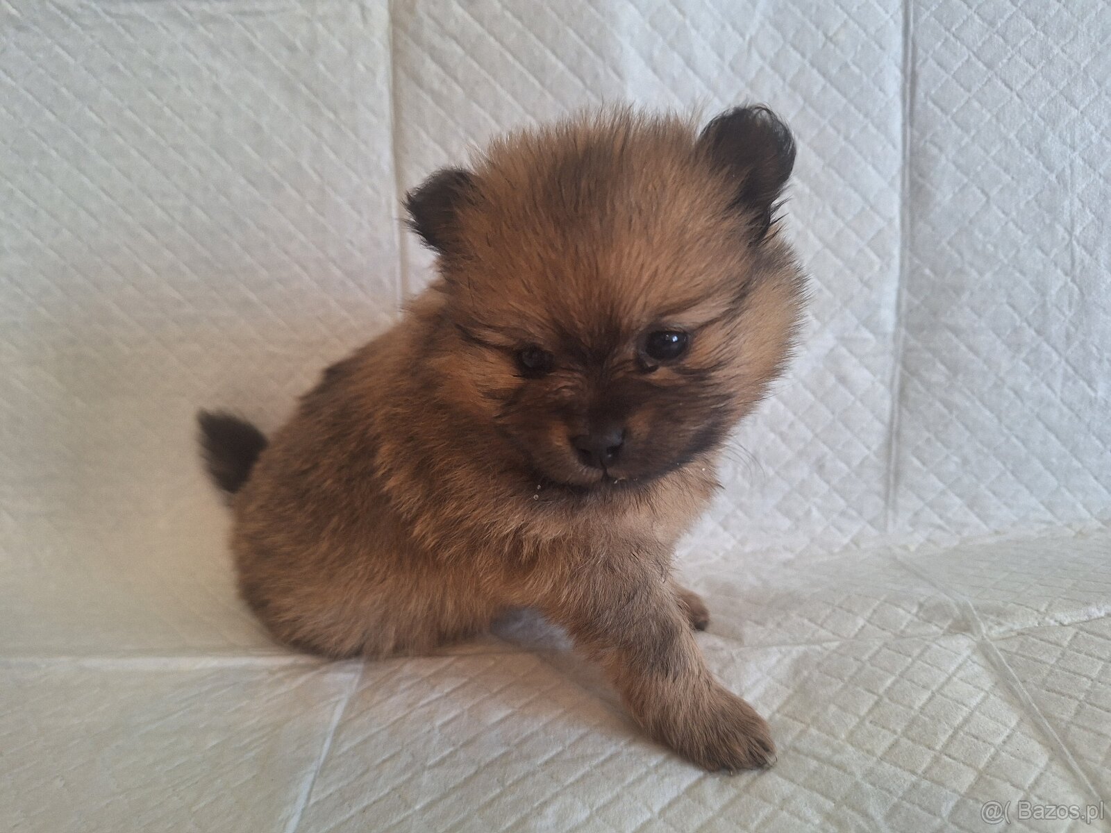Sunia Pomeranian