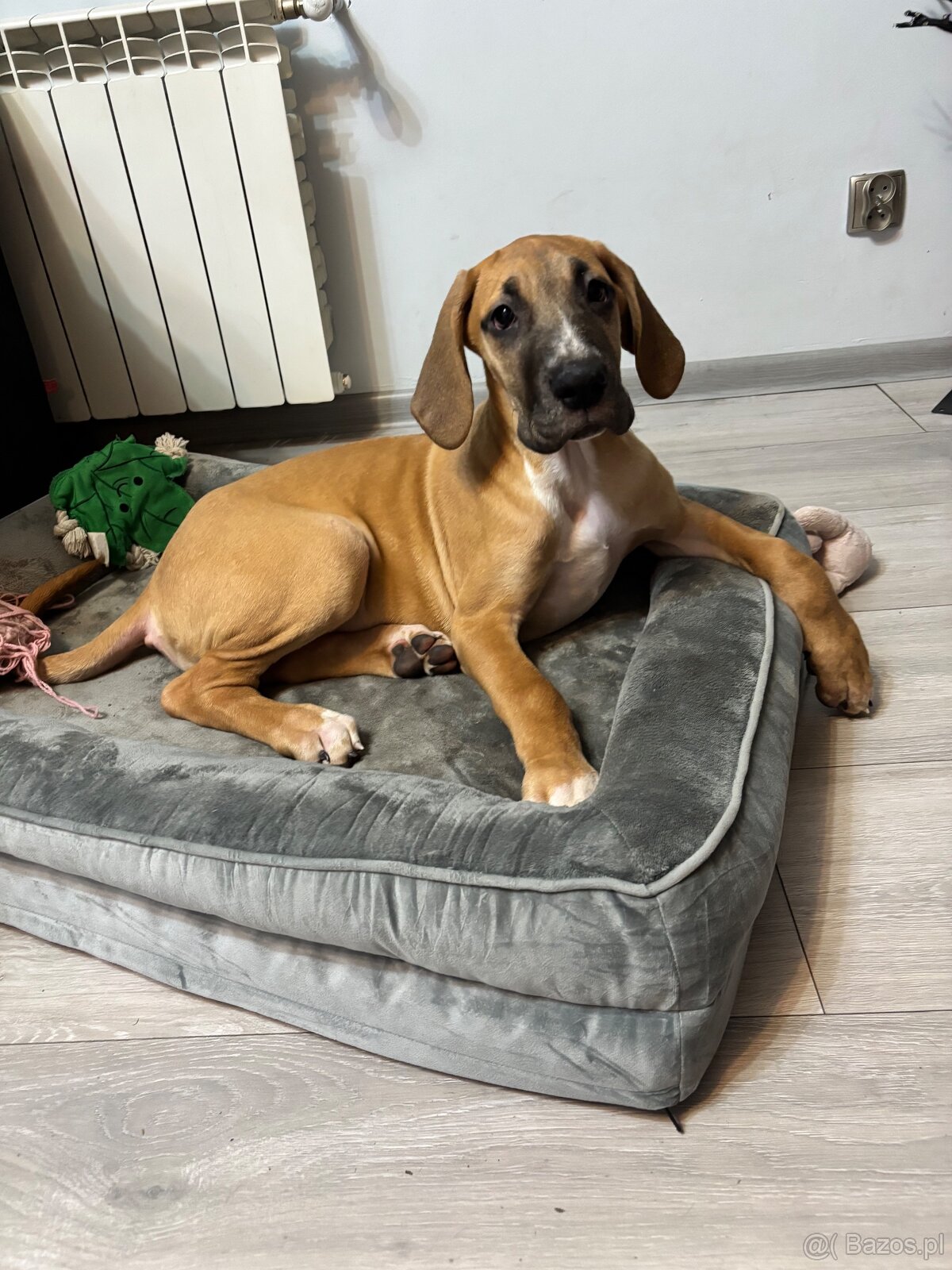 Szczeniak Dog niemiecki