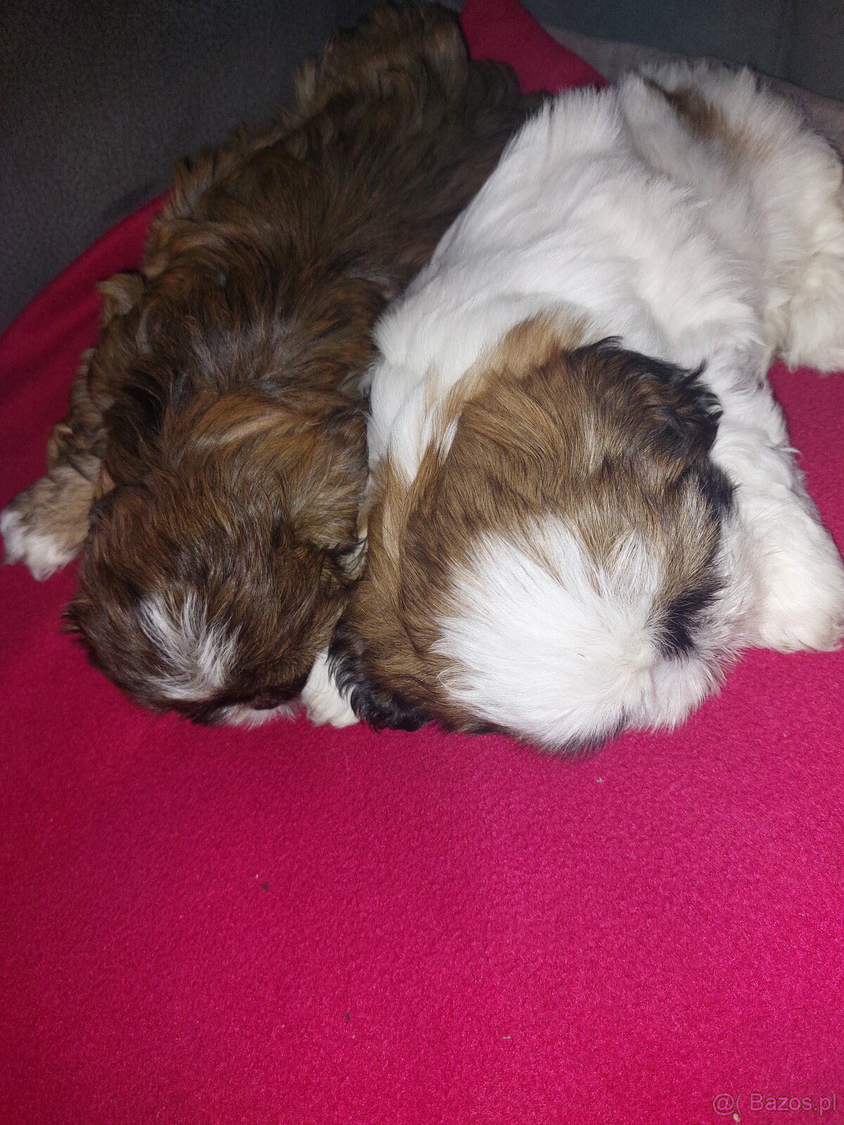 Suczki shih tzu szukają domu