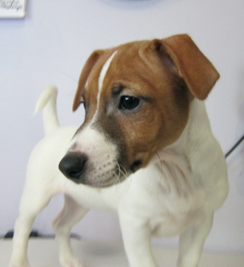 Jack Russell terrier