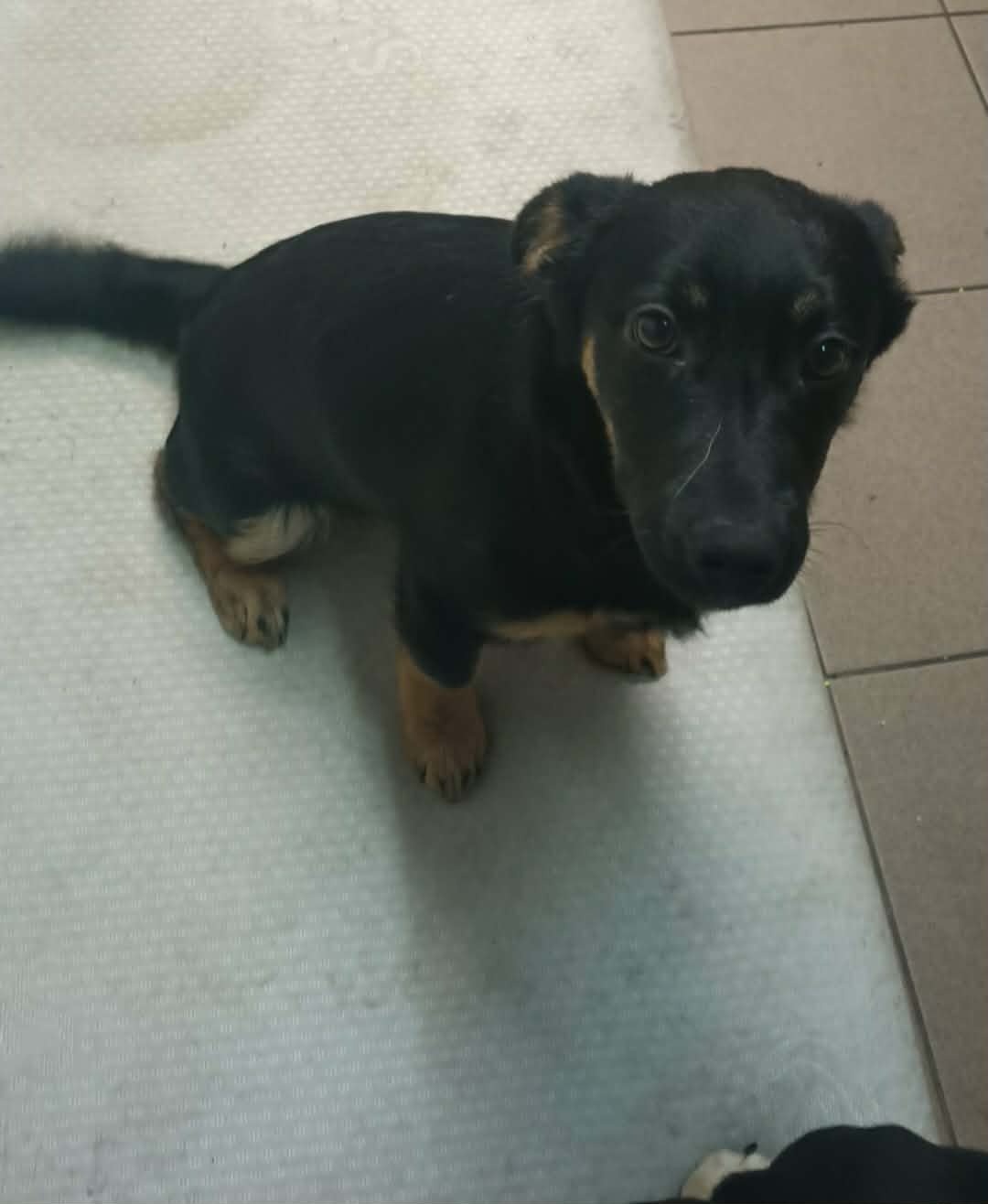 Szukamy dobrych domkow