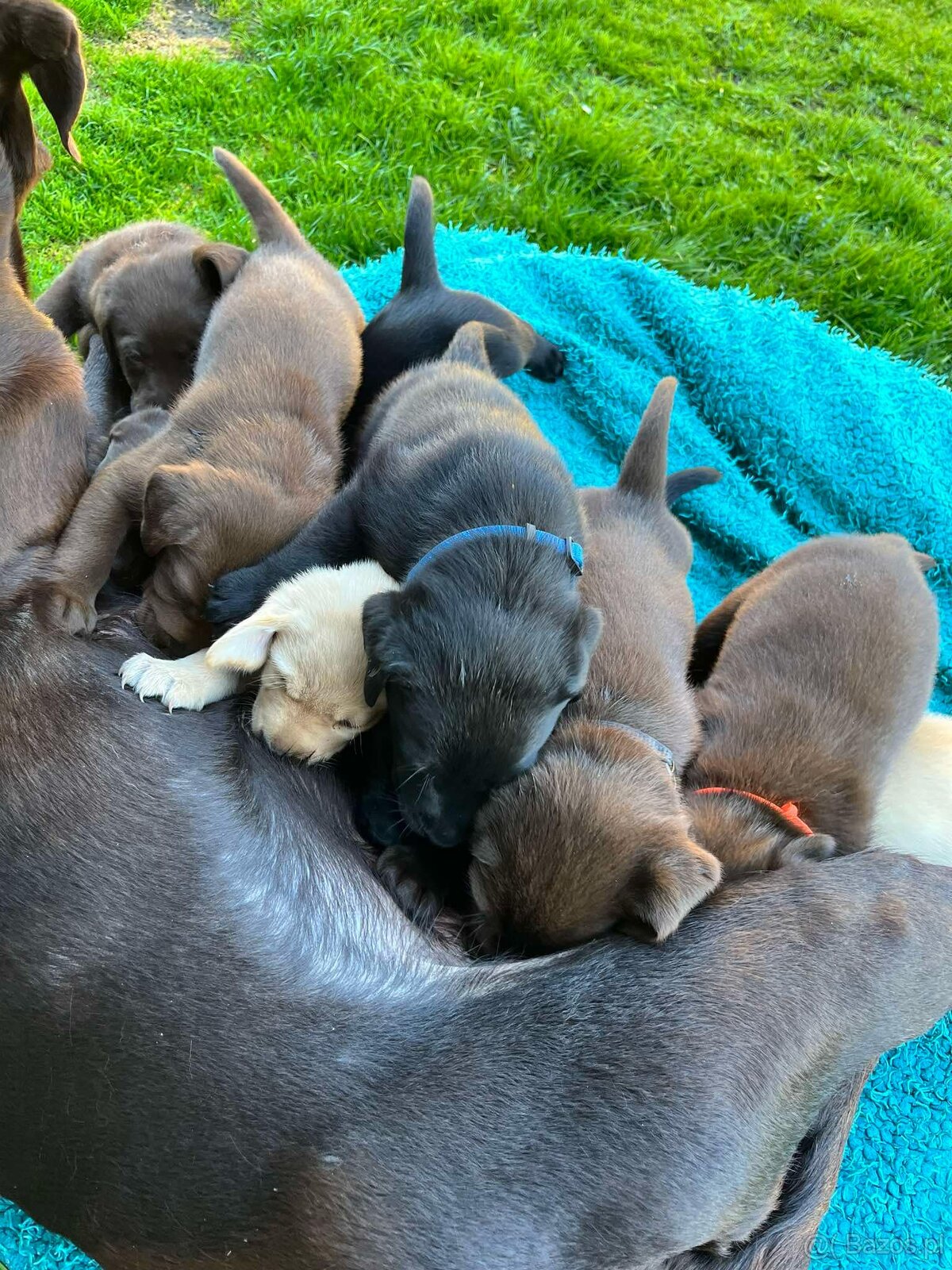 Labrador retriever