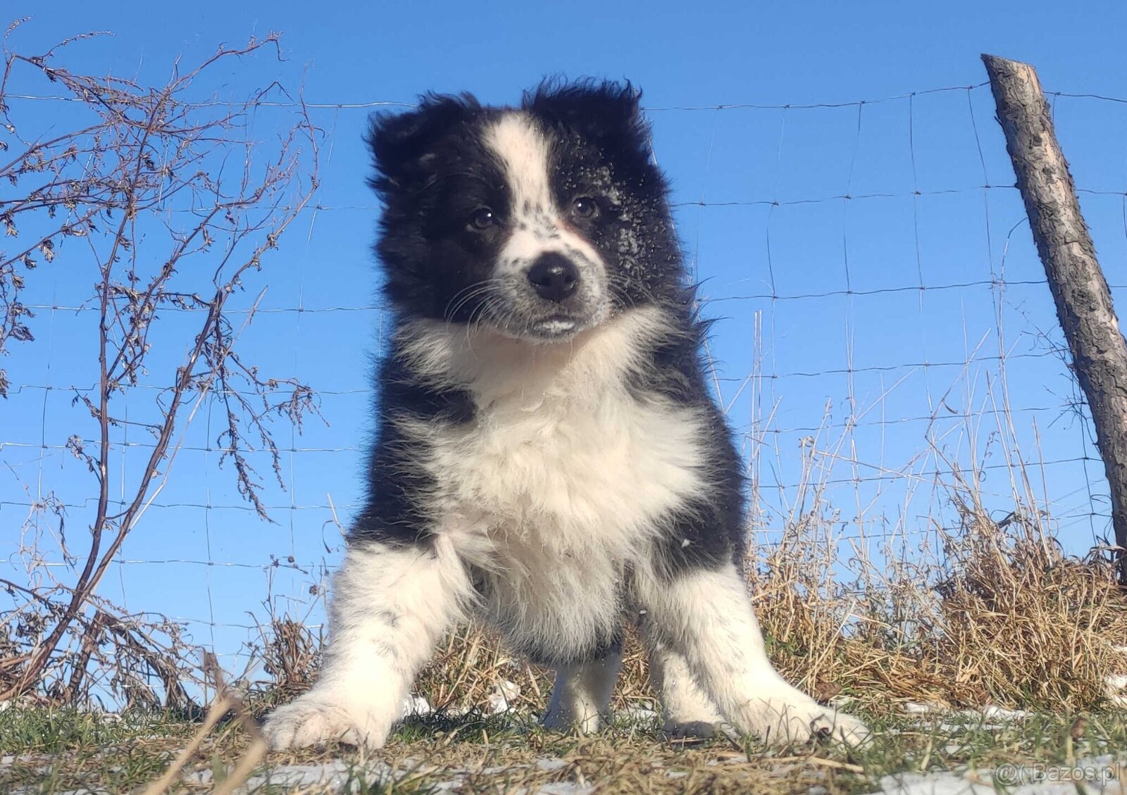 Szczeniak Suczka BORDER COLLIE z Hodowli - Rasowa pełna dok.