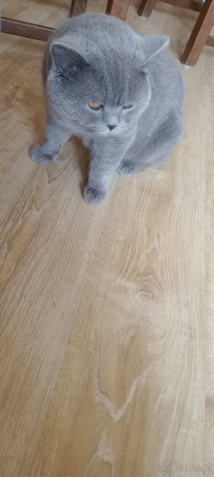 Kot brytyjski niebieski