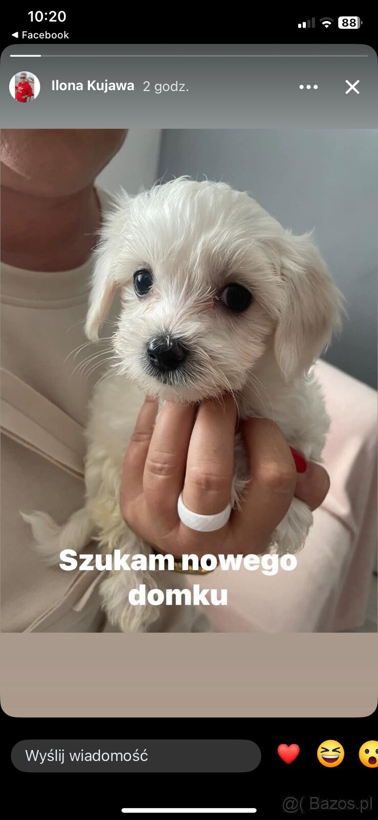 Maltańczyki szukają domu