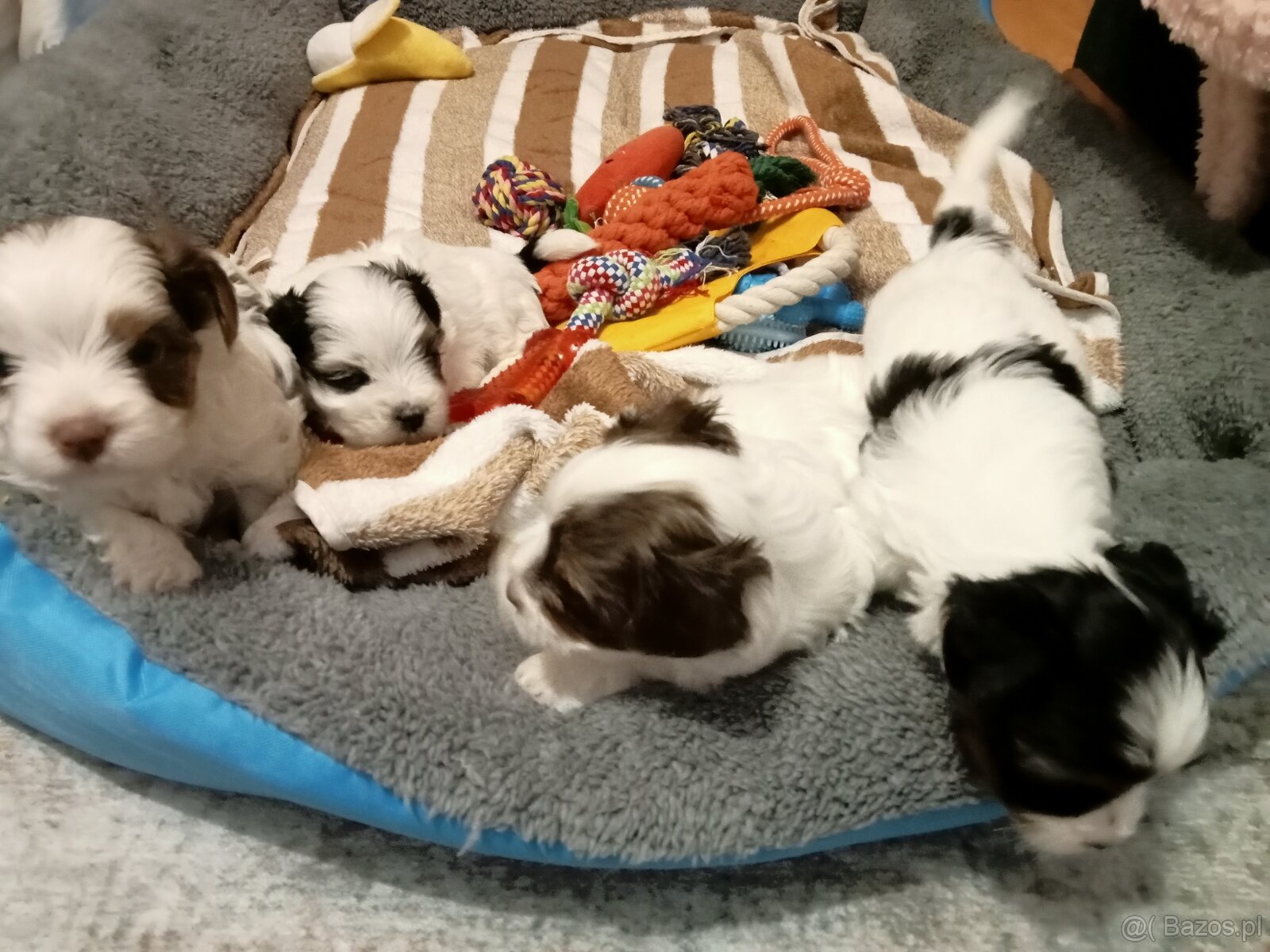 Yorkshire terrier biewer Hodowla.