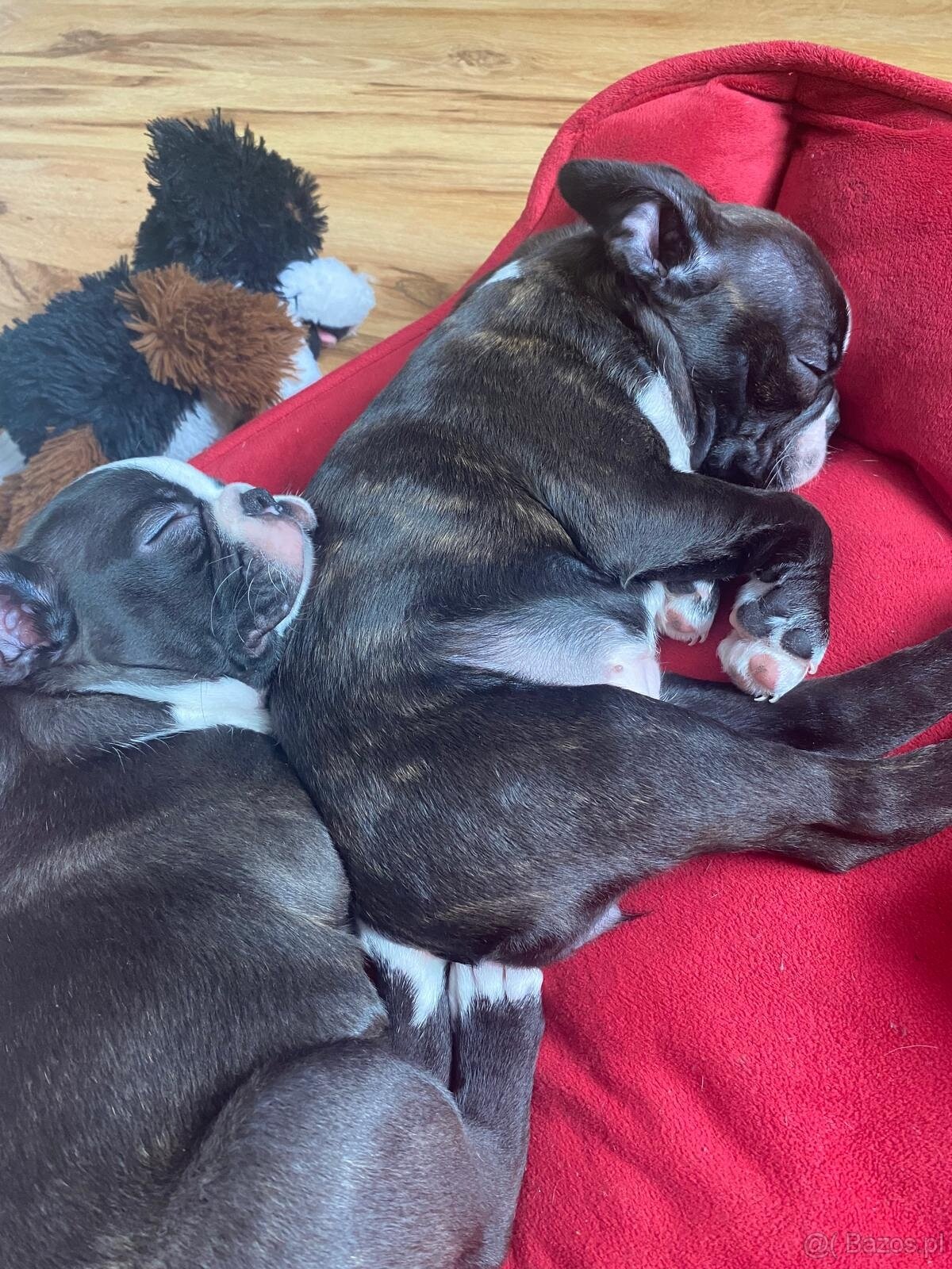 Boston terrier